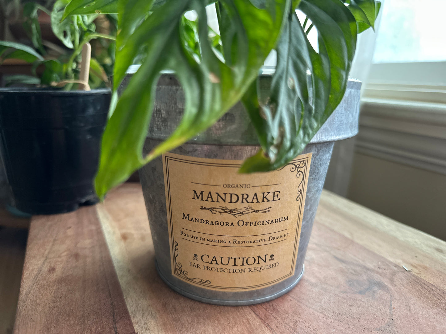Mandrake Hat & Printable